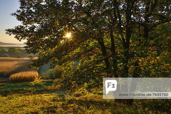 Kastanienbaum im Herbst mit Sonnenstrahlen  Oststeirisches Hügelland  Österreich  Europa