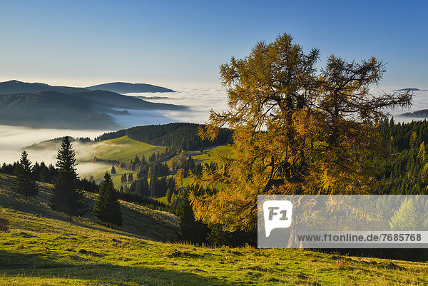 Lärche (Larix) im Herbst mit Morgennebel  Sommeralm  Almenland  Steiermark  Österreich  Europa