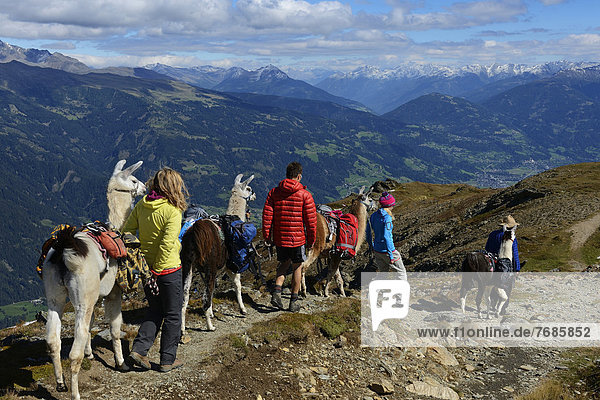 Llama tour at the summit of Boeses Weibele Mountain in the Defregger Group  Carnic Dolomites  Upper Lienz  Puster Valley  East Tyrol  Austria  Europe
