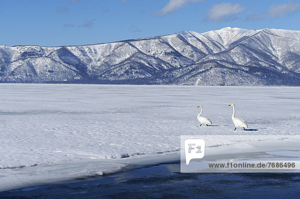 Singschwäne (Cygnus cygnus) laufen über den zugefrorenen See