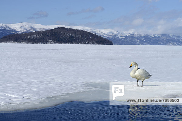 Singschwan (Cygnus cygnus) steht auf dem gefrorenen See
