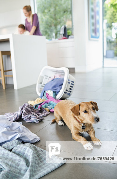 Hund sitzend bei verschüttetem Wäschekorb