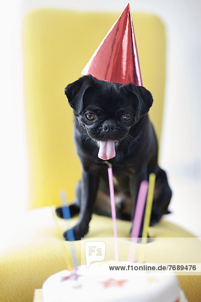 Hund im Partyhut bei der Untersuchung von Geburtstagskuchen