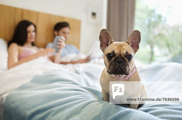 Dog sitting with couple in bed