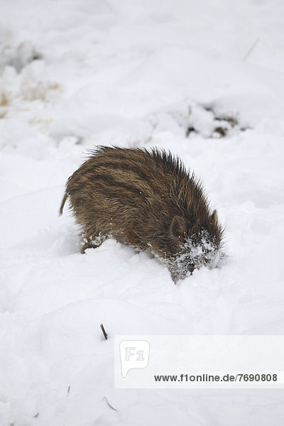 Wild boar (Sus scrofa) piglet burrowing in the snow