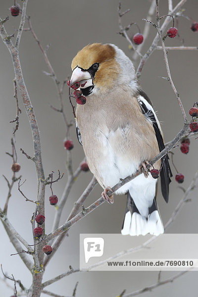 Hawfinch (Coccothraustes coccothraustes) with fruit of the vibrunum bush (Viburnum sp.) in its beak