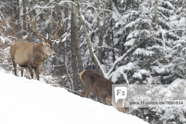 Red deer (Cervus elaphus)  stag and hind in the snow