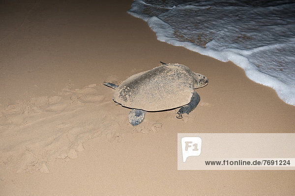 Hawksbill sea turtle (Eretmochelys imbricata) leaving the beach after having laid its eggs  at night  tracks in the sand