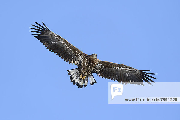White-tailed Eagle or Sea Eagle (Haliaeetus albicilla)  in flight