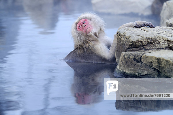 Japanese Macaque or Snow Monkey (Macaca fuscata)  taking a bath in a hot spring