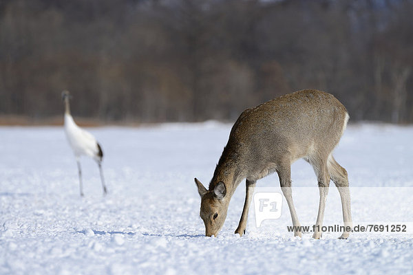 Hokkaido-Sikahirsch (Cervus nippon yesoensis)  bei der Futtersuche im Schnee