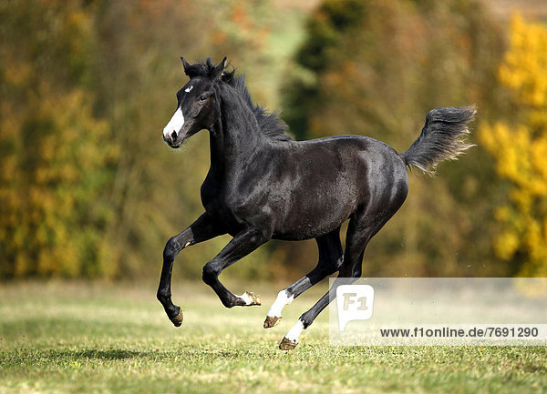 Black Wuerttemberg foal  galloping across an autumnal meadow