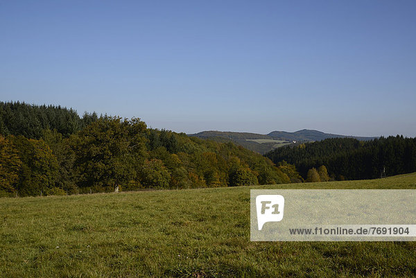 Hunsrück  Nähe Cochem  Rheinland-Pfalz  Deutschland  Europa