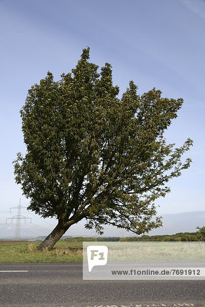 Baum Wetterau Hessen Deutschland Europa