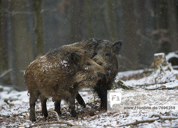 Wildschweine (Sus scrofa) im Winter