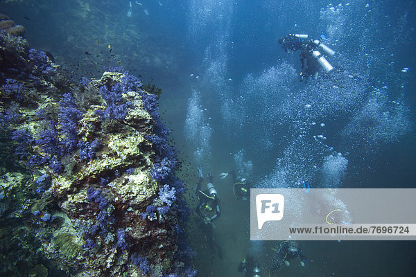 Several scuba divers diving near a coral reef  scuba diving as a popular sport  Richelieu Rock