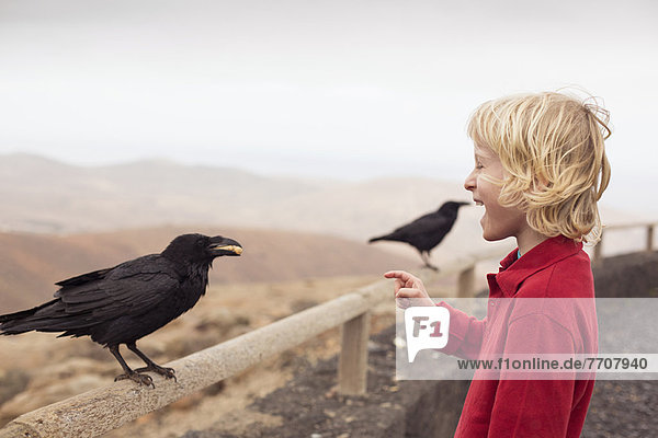 Boy feeding crow on fence
