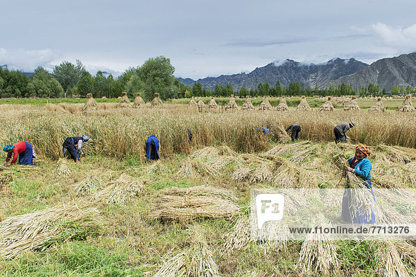 Women Gathering Wheat Into Bundles In Field  Lhasa  Tibet  Xizang  China