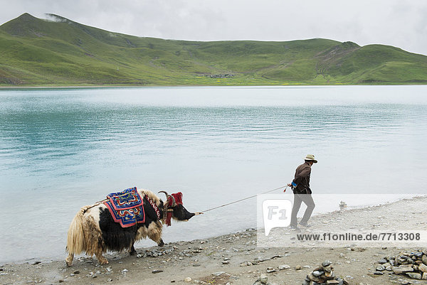 Man pulling decorated yak along water's edge  Shannan  Tibet  Xizang  China