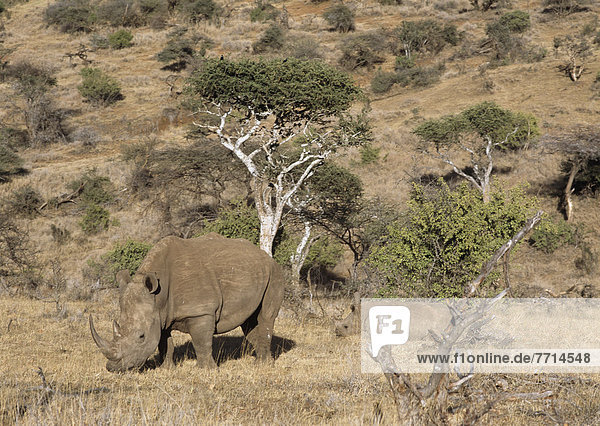 Rhino On Lewa Downs