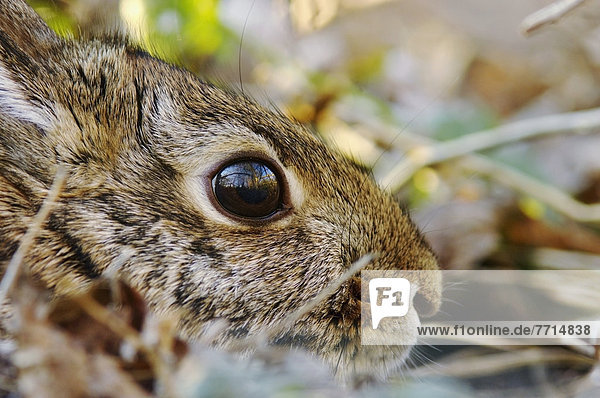 Cottontail Rabbit  Les Cedres Quebec Canada