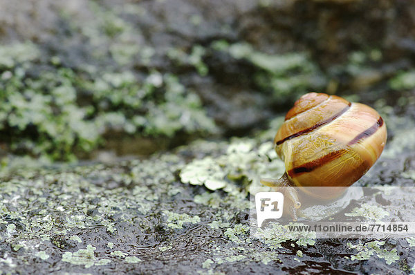 Schnecke  Gastropoda  Felsbrocken  Regen
