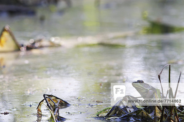 Northern Green Frog On Water  Vaudreuil Quebec Canada