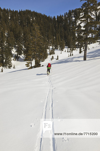 A Skier Ascending The Trail Enroute To Edwards Lake Cabin And Mount Steele Cabin In Tetrahedron Provincial Park  British Columbia Canada