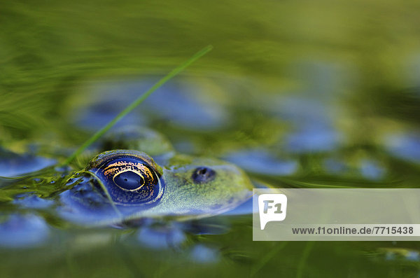 Wasser  grün  Frosch  unter Wasser