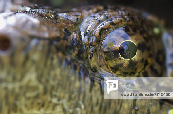 Close-Up Of Snapping Turtle's Eye  Pointe-Des-Cascades Quebec Canada