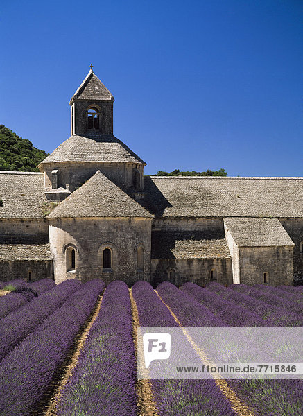 Abbaye De Senaque With Lavendar
