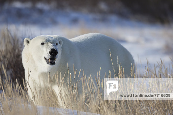 Polar bear in the sunshine Churchill manitoba canada