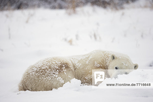 Eisbär,  Ursus maritimus , schlafen , Schnee