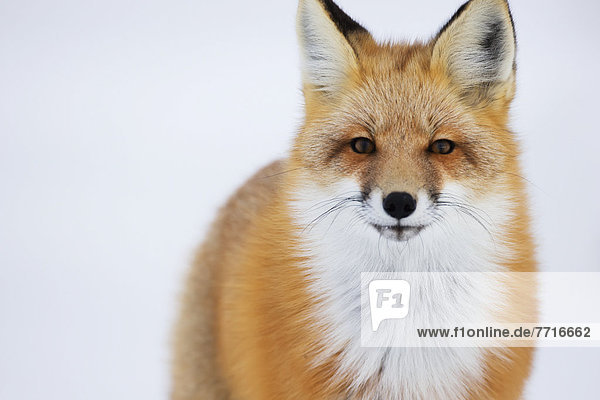 Portrait of red fox Churchill manitoba canada