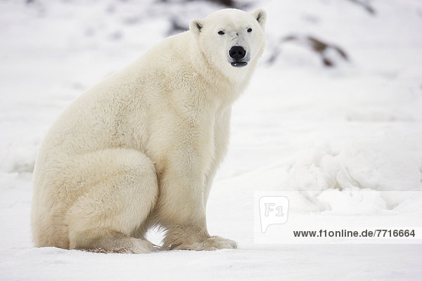 Eisbär  Ursus maritimus  sitzend  Schnee