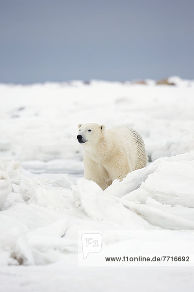 Eisbär  Ursus maritimus  Wasserrand  gehen  vorwärts  Bucht  Schnee
