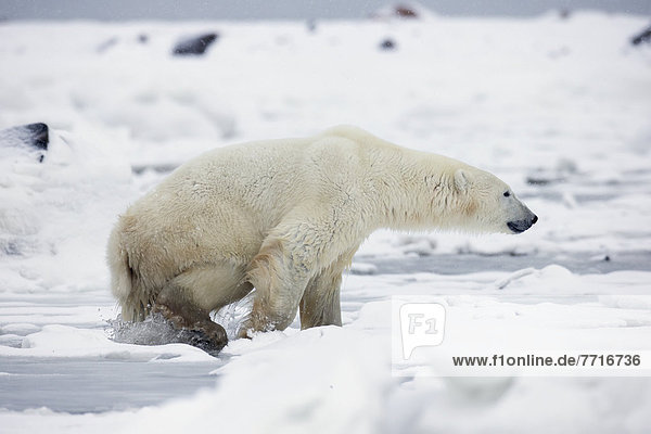 Eisbär  Ursus maritimus  Wasser  Eis  schwimmen  Bucht
