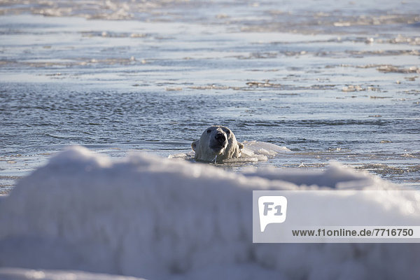 Eisbär  Ursus maritimus  Wasser  Eis  schwimmen  Bucht