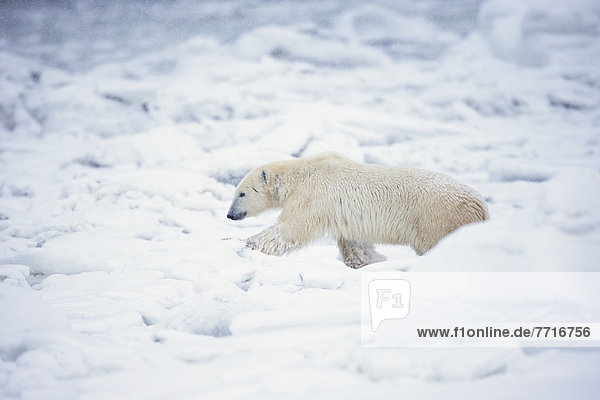 Eisbär  Ursus maritimus  Wasserrand  gehen  vorwärts  Bucht  Schnee