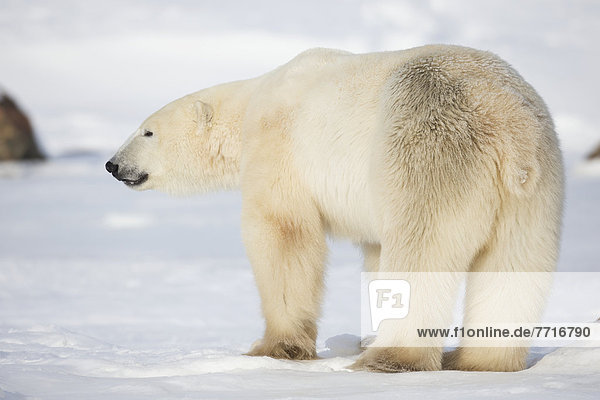 Eisbär  Ursus maritimus  stehend  Sonnenstrahl  Schnee