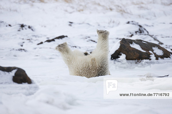 Eisbär  Ursus maritimus  rollen  Schnee