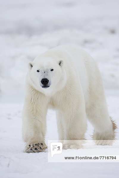 Eisbär  Ursus maritimus  gehen  Eis  Schnee