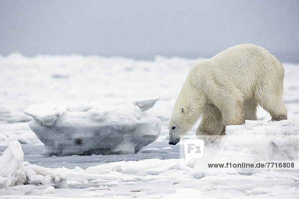 Eisbär  Ursus maritimus  Eis  springen  Eisscholle