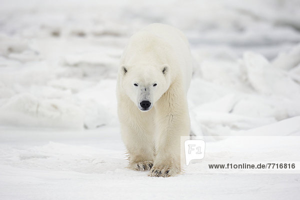 Eisbär  Ursus maritimus  gehen  Eis  Schnee