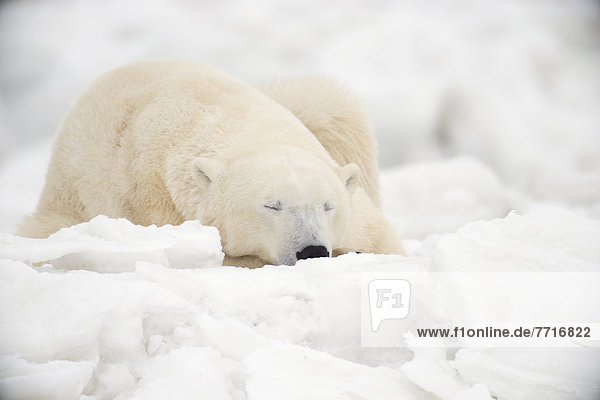 Eisbär  Ursus maritimus  schlafen  Schnee