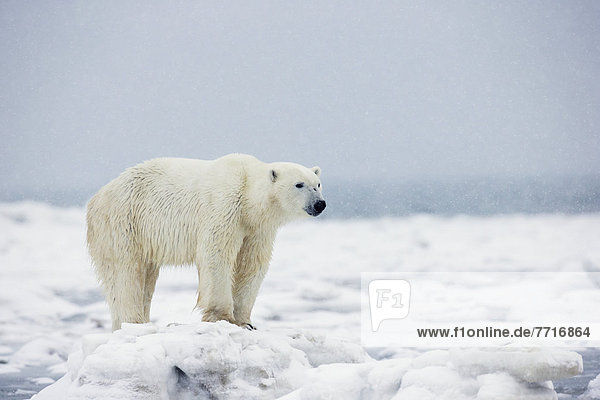 Eisbär  Ursus maritimus  stehend  Eis  Schnee