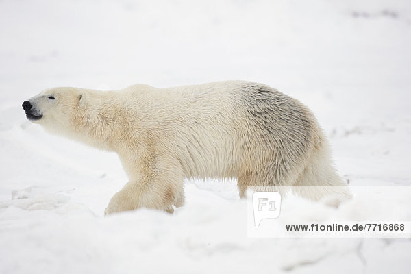 Eisbär  Ursus maritimus  gehen  Schnee