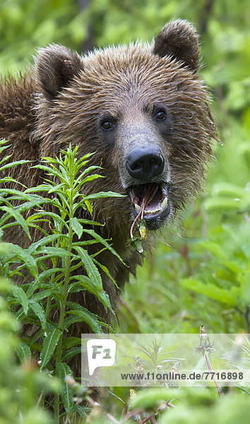 Grizzly bear eating dandelions British columbia canada