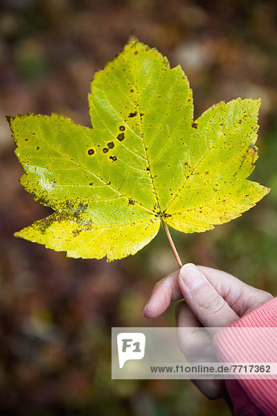 Farbaufnahme  Farbe  Frau  Pflanzenblatt  Pflanzenblätter  Blatt  halten  Herbst