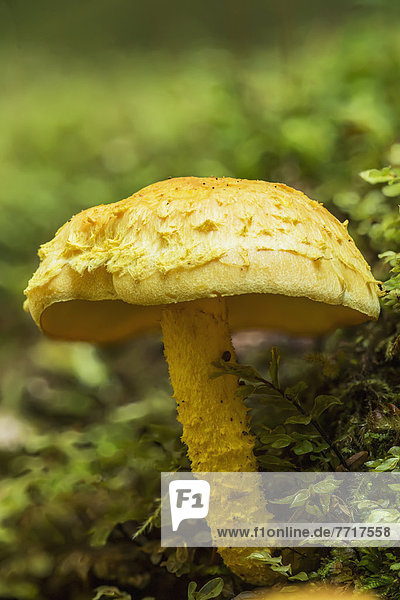 Wachstum  Wald  Ländliches Motiv  ländliche Motive  alt